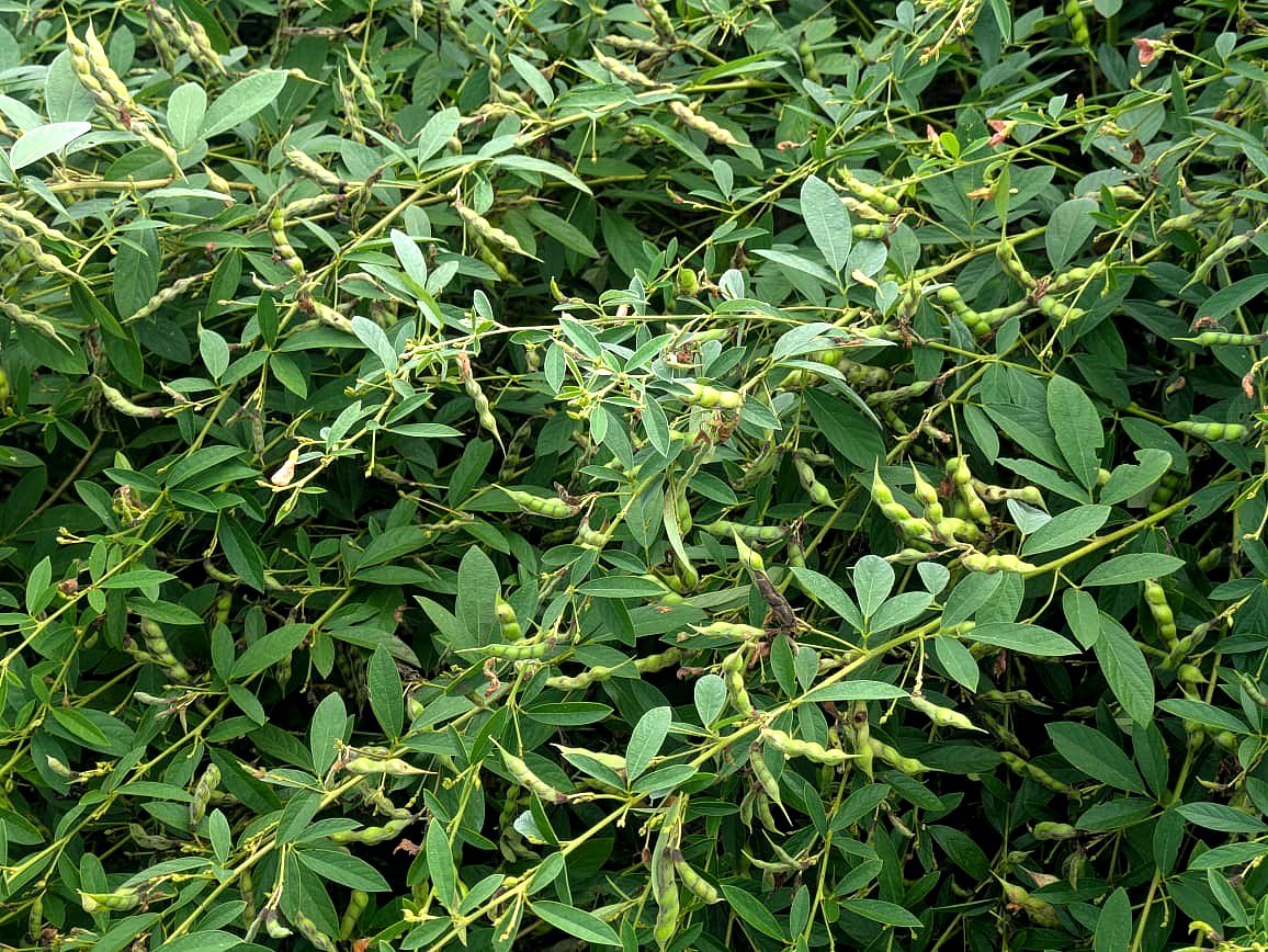 ಕಾರಟಗಿ: ತುಂಗಭದ್ರಾ ಸೆರಗಿನಲ್ಲಿ ತೊಗರಿಯ ಹೊನಲು