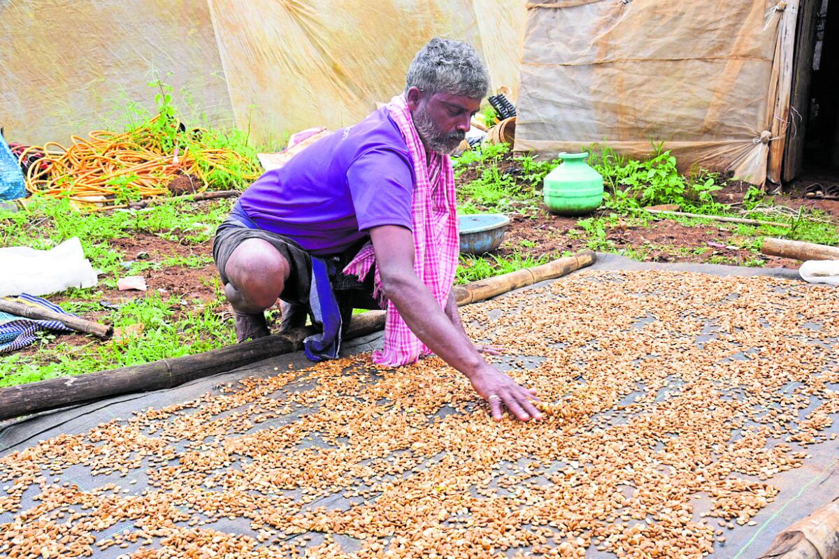 ಹಾವೇರಿ ಜಿಲ್ಲೆಯ ಕದರಮಂಡಲಗಿ ಗ್ರಾಮದಲ್ಲಿರುವ ರೈತ ಶಂಭು ಶೆಟ್ಟರ್ ಅವರ ಪ್ಲಾಟ್‌ನ ಎದುರು ಒಣಗಲು ಹಾಕಿರುವ ಹಾಗಲಕಾಯಿ ಬೀಜಗಳು  