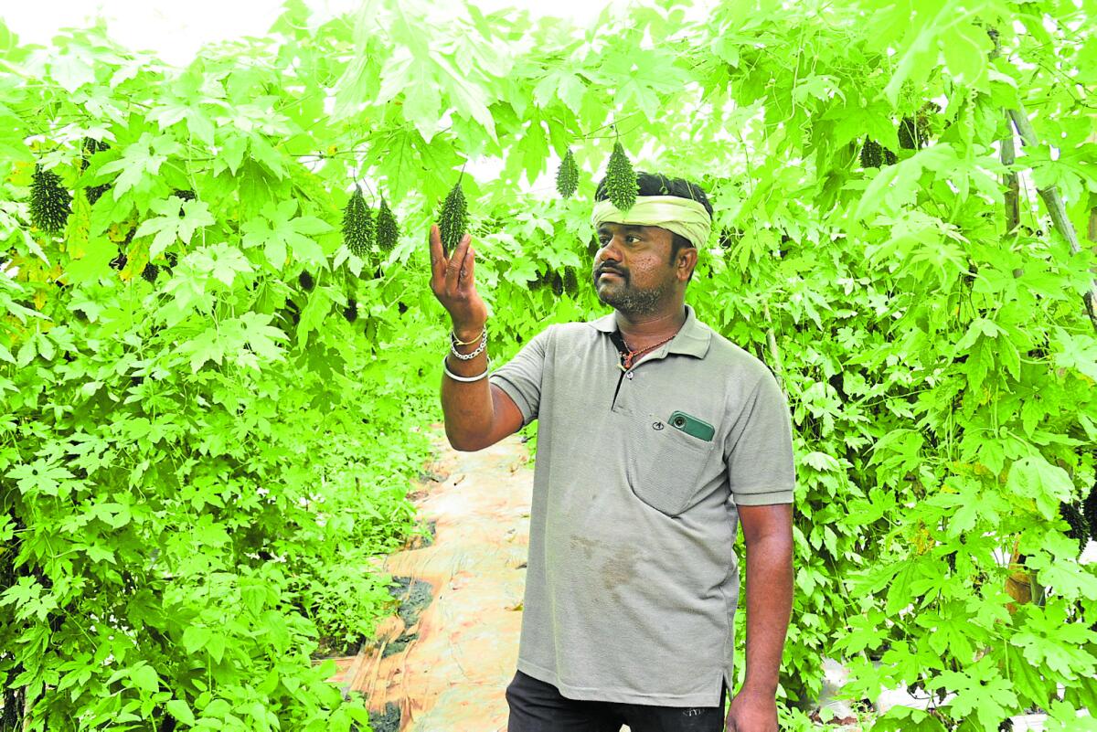 ಹಾವೇರಿ ಜಿಲ್ಲೆಯ ಕದರಮಂಡಲಗಿ ಗ್ರಾಮದ ಶಂಭು ಶೆಟ್ಟರ್ ಅವರ ಪ್ಲಾಟ್‌ನಲ್ಲಿ ಬೆಳೆದಿರುವ ಬೀಜೋತ್ಪಾದನೆಯ ಹಾಗಲಕಾಯಿ ವೀಕ್ಷಿಸುತ್ತಿರುವ ಯುವರೈತ 