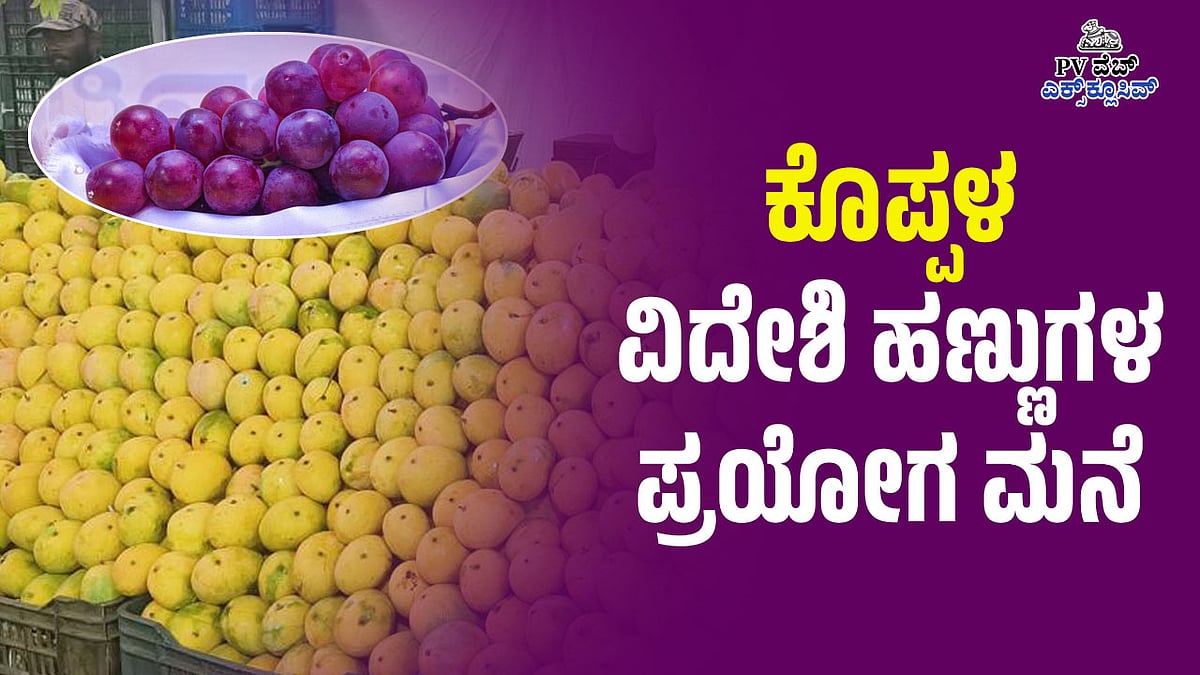 ಕೊಪ್ಪಳ: ವಿದೇಶಿ ಹಣ್ಣುಗಳ ಪ್ರಯೋಗ ಮನೆ