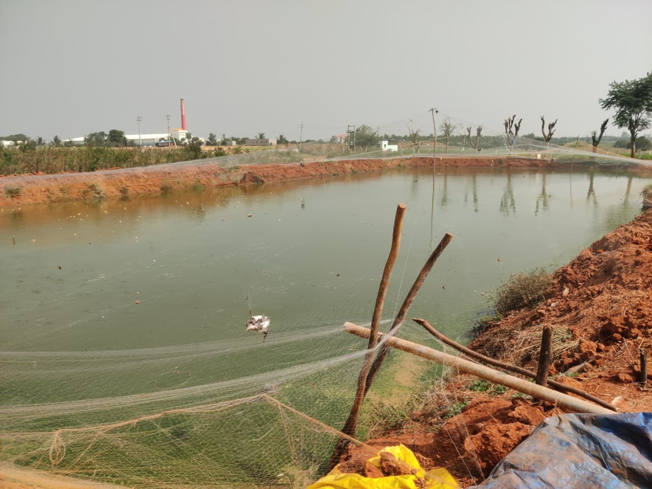 ಚಿಂತಾಮಣಿ ತಾಲ್ಲೂಕಿನ ಚಿನ್ನಸಂದ್ರದ ಬಳಿ ಕ್ಯಾಟ್‌ಫಿಷ್ ಸಾಕಾಣಿಕೆ ಮಾಡುತ್ತಿರುವ ಹೊಂಡಗಳು