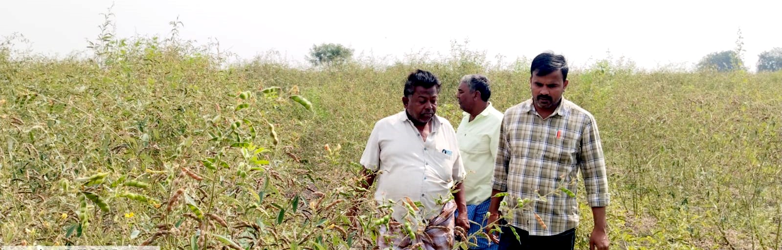 ಕಾರಟಗಿ ತಾಲ್ಲೂಕಿನ ಬೂದಗುಂಪಾ ಗ್ರಮದ ಜಮೀನಿನಲ್ಲಿ ತೊಗರಿ ಬೆಳೆ ವೀಕ್ಷಿಸುತ್ತಿರುವ ಕೃಷಿ ಅಧಿಕಾರಿ ನಾಗರಾಜ್‌ 