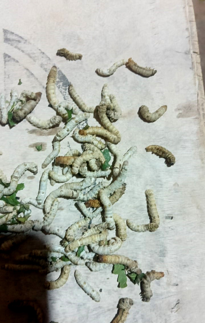 ಚಳಿಯಿಂದ ರೋಗಕ್ಕೆ ತುತ್ತಾಗಿರುವ ರೇಷ್ಮೆಹುಳು