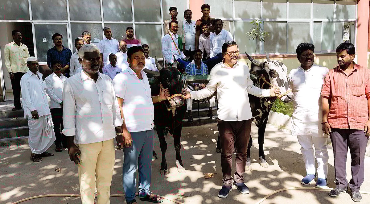 ಅಫಜಲಪುರ: ರೈತರ ಹಬ್ಬಕ್ಕಾಗಿ ಭರದ ಸಿದ್ಧತೆ