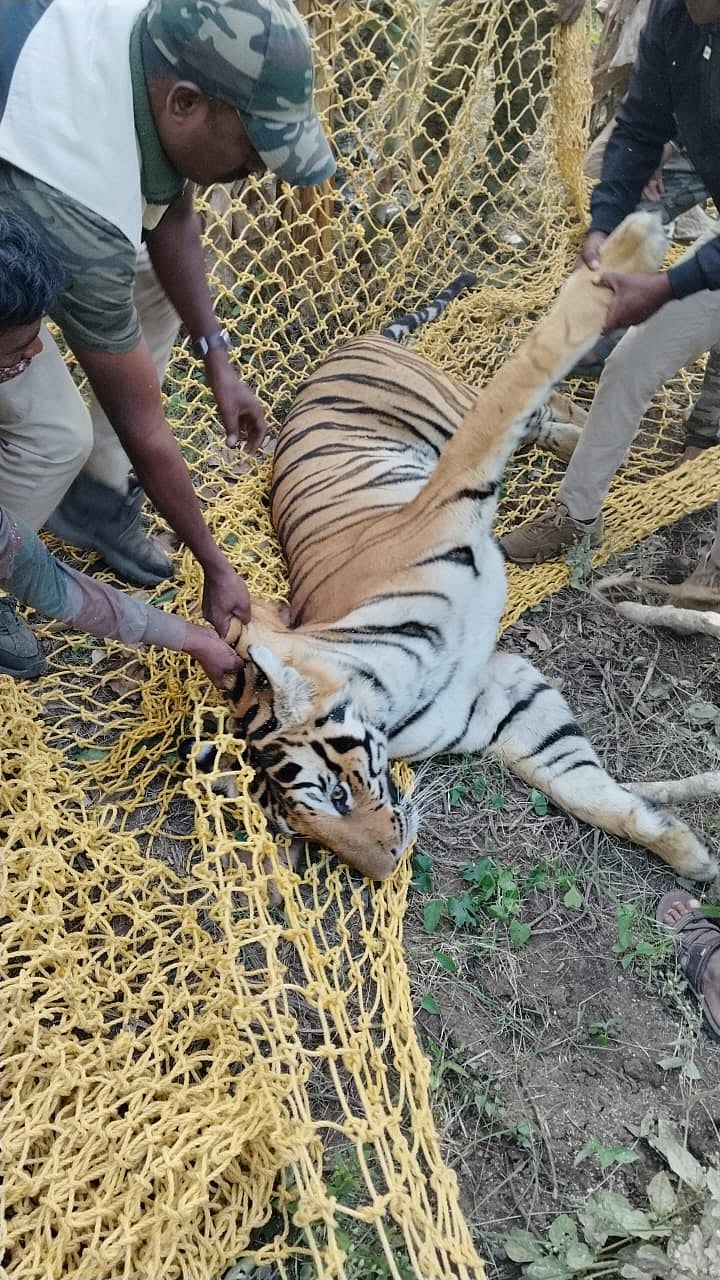 ಗುಂಡ್ಲುಪೇಟೆ: ಬಾಳೆ ತೋಟದಲ್ಲಿ ಅಡಗಿದ್ದ ಹುಲಿ ಸೆರೆ