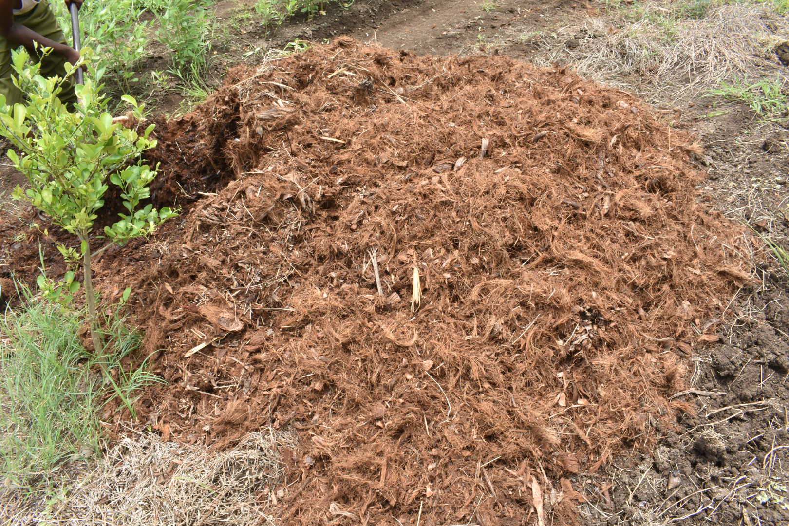 ತೆಂಗಿನ ಕಾಯಿಯ ಚಿಪ್ಪುಗಳು ಪುಡಿ ಮಾಡಿದ ನಂತರ ದೊರೆತ ಸಿಪ್ಪೆ