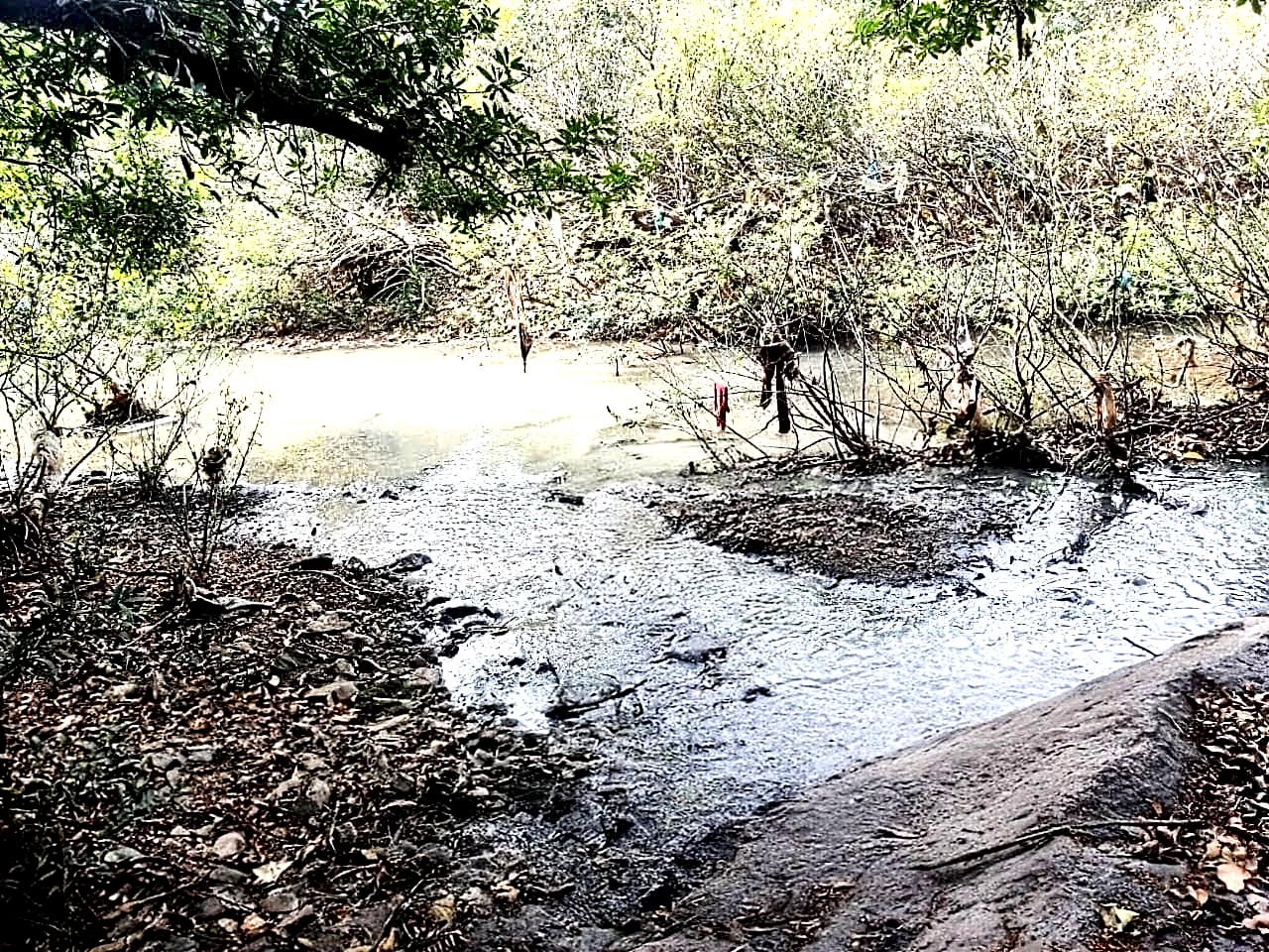 ಕೊಳಕು ನೀರು ಸೇರಿದ ಪರಿಣಾಮ ಪಾಚಿ ತುಂಬಿರುವ ನದಿ ಒಡಲು