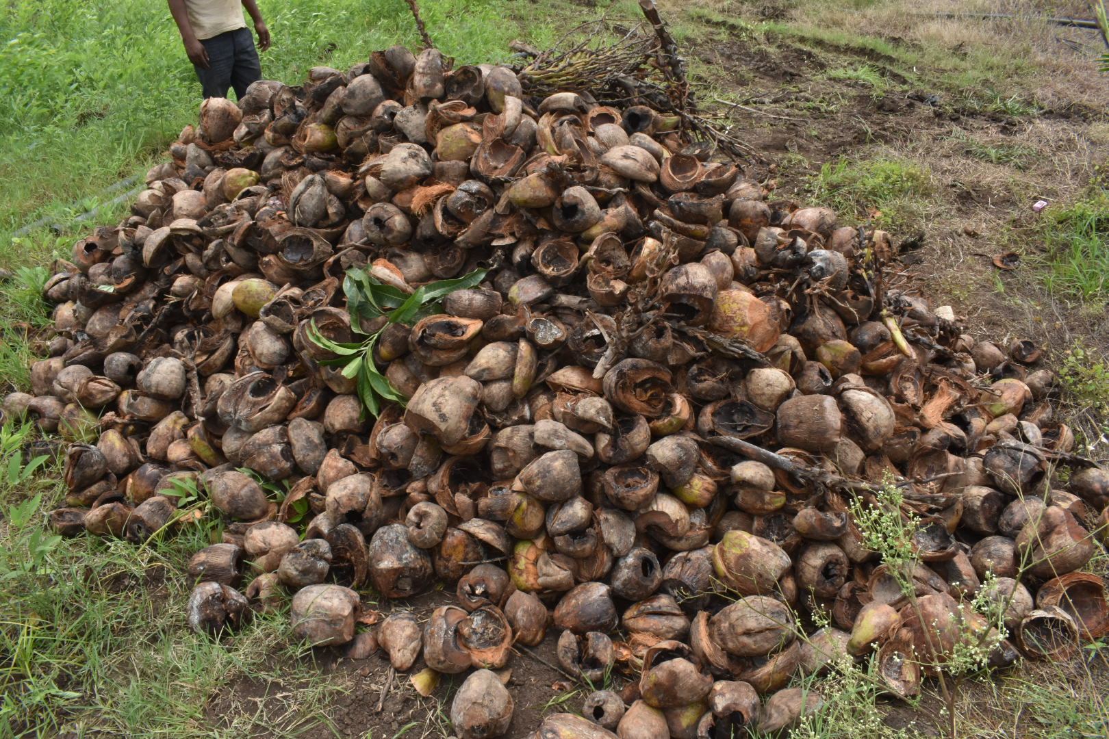 ತೆಂಗಿನ ಕಾಯಿಗಳ ಚಿಪ್ಪುಗಳು