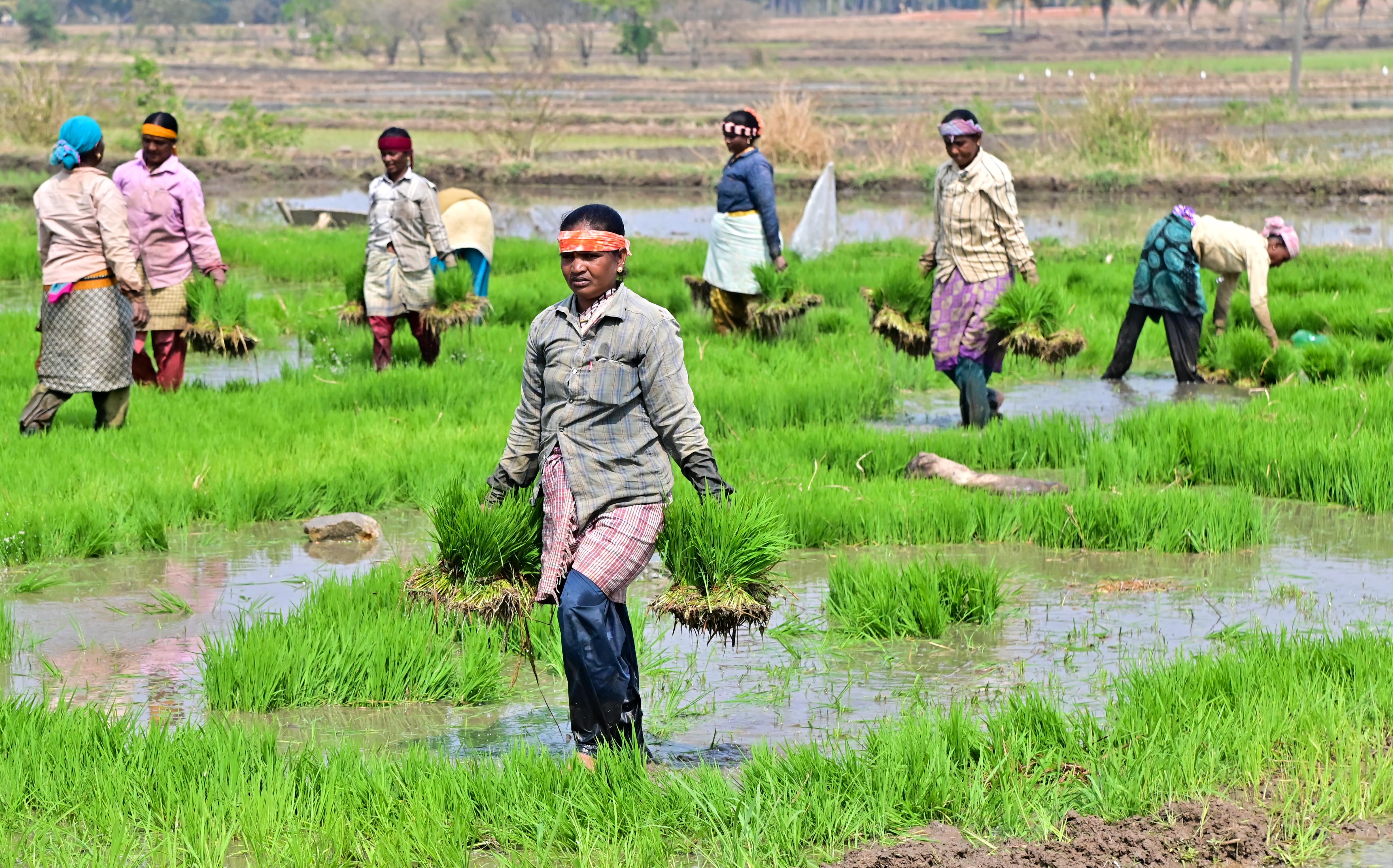 ದಾವಣಗೆರೆ ಜಿಲ್ಲೆ ಬಾತಿ ಗ್ರಾಮದ ಗದ್ದೆಯಲ್ಲಿ ಮಹಿಳೆಯರು ಭತ್ತ ನಾಟಿಗಾಗಿ ಸಸಿಮಡಿಗಳನ್ನು ಸಾಗಿಸುತ್ತಿರುವುದು (ಸಂಗ್ರಹ ಚಿತ್ರ)