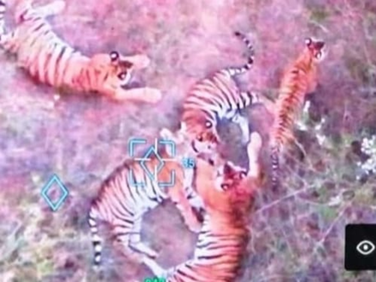 ಚಾಮರಾಜನಗರ ತಾಲೂಕಿನ ನಂಜೇದೇವಪುರ ಗ್ರಾಮದ ಸಮೀಪದ ಕಲ್ಲುಕ್ವಾರಿ ಬಳಿ ಡ್ರೋನ್ ಕ್ಯಾಮೆರಾದಲ್ಲಿ ಪತ್ತೆಯಾಗಿರುವ ಐದು ಹುಲಿಗಳು