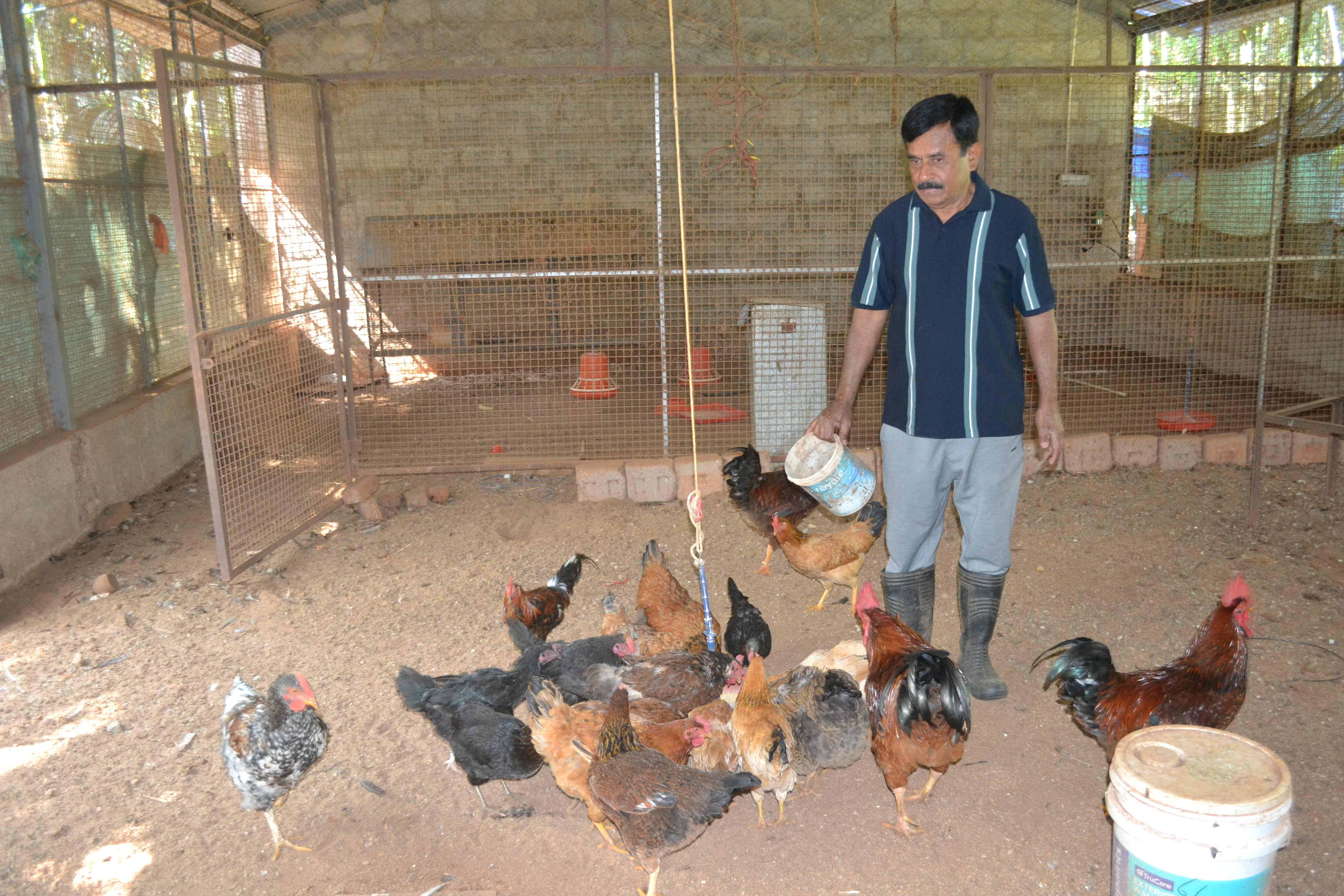 ಪ್ರಗತಿಪರ ರೈತ ಬಾಲಗಂಗಾಧರ್‌ ಸಾಕಿರುವ ನಾಟಿ ಕೋಳಿಗಳು 