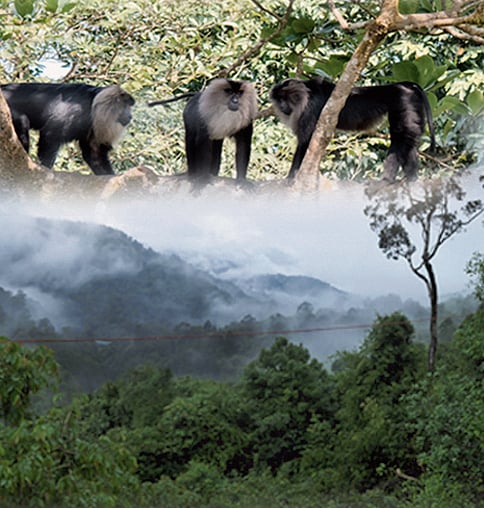 ಸಂಗತ: ಘಟ್ಟಕ್ಕೆ ಅಪಾಯಕಾರಿ ಯೋಜನೆ ಬೇಕೆ?