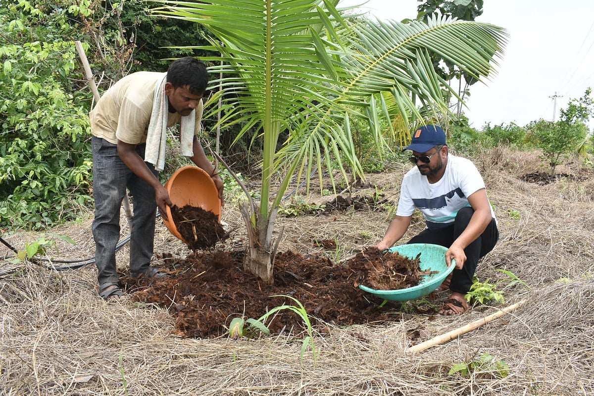 ರೈತ ದಿನಾಚರಣೆ ವಿಶೇಷ ಲೇಖನ: ಕೃಷಿ ಮಂತ್ರವಾದ ಕಲ್ಪವೃಕ್ಷ