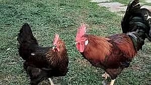 ಕೋಳಿ ಅಂಕ: ಬಿಜೆಪಿ ಜಿಲ್ಲಾಧ್ಯಕ್ಷ ಸೇರಿ 27 ಮಂದಿ ವಿರುದ್ಧ ಪ್ರಕರಣ