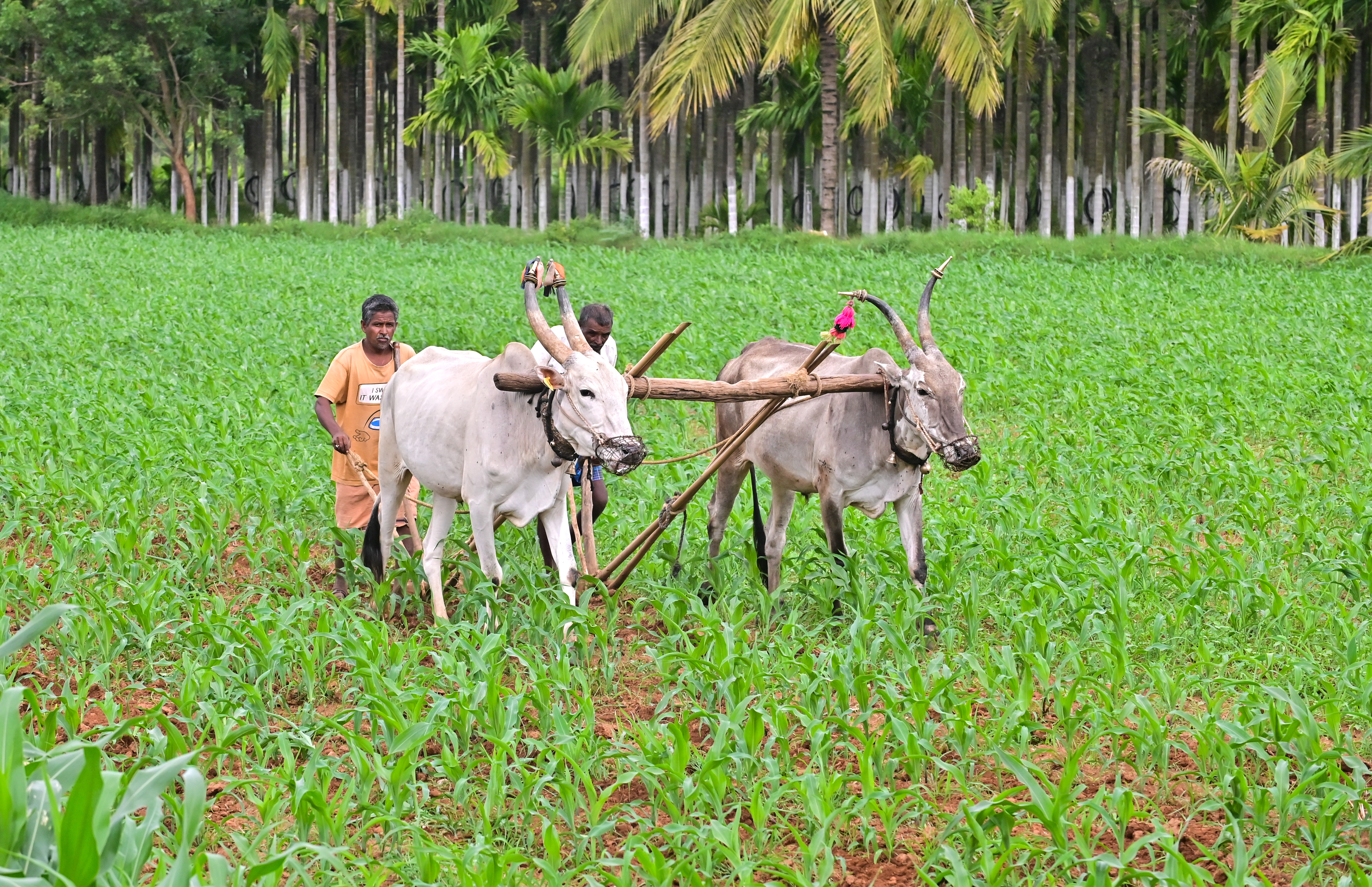 ಮೆಕ್ಕೆಜೋಳ ಬೆಳೆಯಲ್ಲಿ ಎಡೆಕುಂಟೆ ಹೊಡೆಯುತ್ತಿರುವ ರೈತ (ಸಂಗ್ರಹ ಚಿತ್ರ)