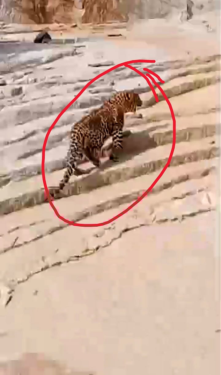 ಮೊಳಕಾಲ್ಮುರು: ಹಾನಗಲ್‌ ಸಮೀಪ ಚಿರತೆ ಪ್ರತ್ಯಕ್ಷ