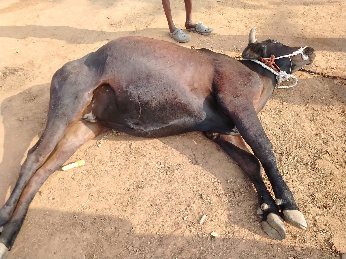 ಮಾಯಕೊಂಡ: ಹುಚ್ಚು ನಾಯಿ ಕಚ್ಚಿ ಹಸು ಸಾವು 