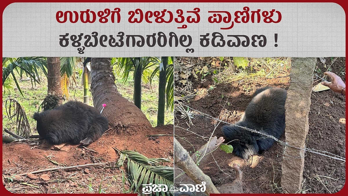 Video | ಶಿವಮೊಗ್ಗದಲ್ಲಿ ಕಳ್ಳಬೇಟೆ ಉರುಳುಗಳ ಹಾವಳಿ: 3 ಕರಡಿ, 2 ಚಿರತೆ ಸಾವು