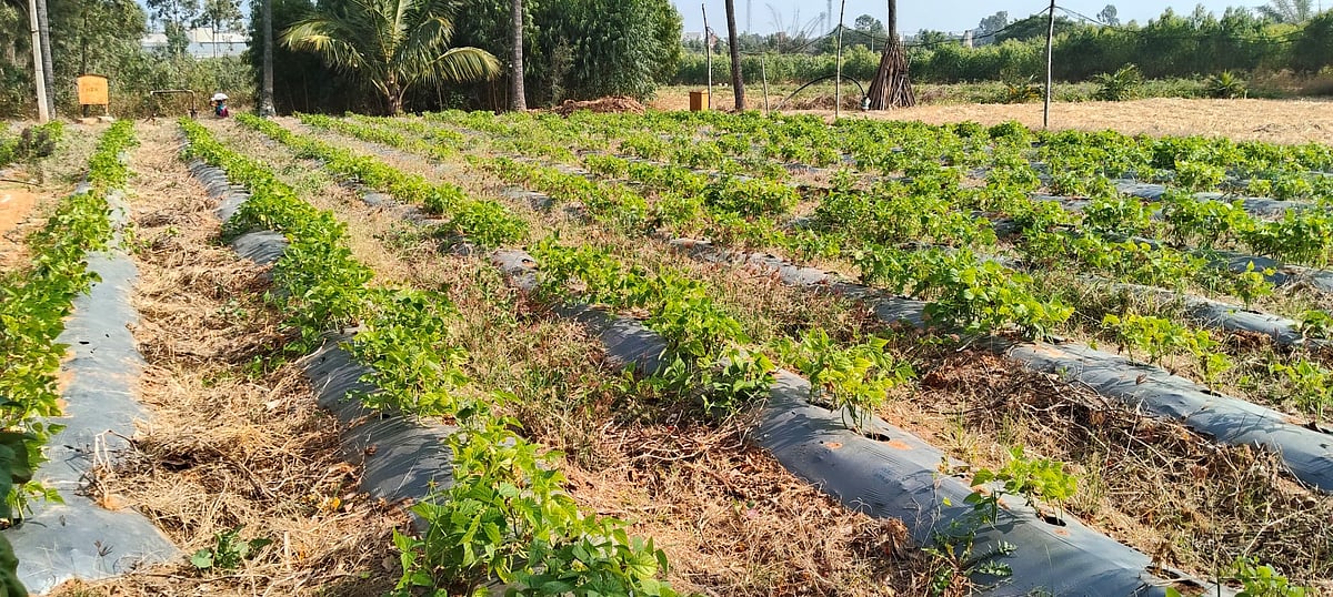 ಮಾಲೂರು: ಕೊಳವೆಬಾವಿಗಳಿಗೆ ಕೈಗಾರಿಕಾ ರಾಸಾಯನಿಕ ತ್ಯಾಜ್ಯ 