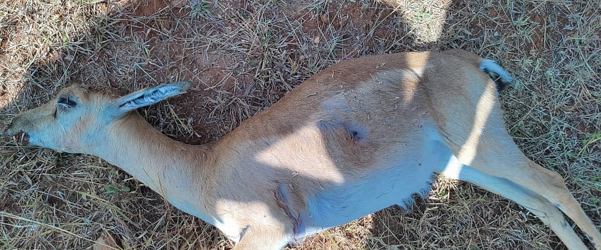 ಚಿಕ್ಕಮಗಳೂರು: ಗುಂಡೇಟಿಗೆ ಮೂರು ಕೃಷ್ಣಮೃಗ ಬಲಿ