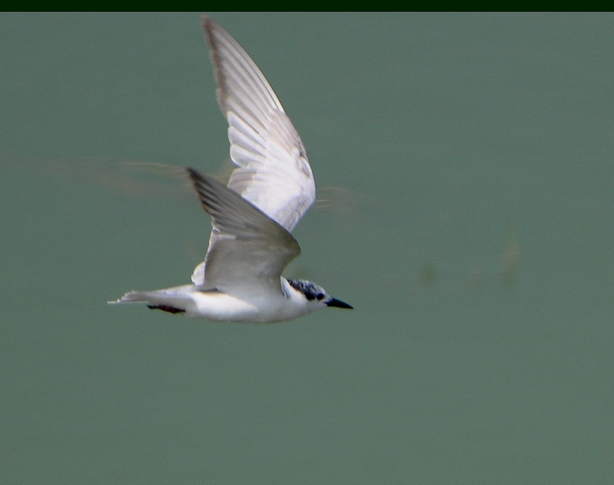 ಅಂಕಸಮುದ್ರ ಪಕ್ಷಿಧಾಮಕ್ಕೆ ನೀರಿನ ಹರಿವು ಹೆಚ್ಚಳ:ವಲಸೆ ಬಾನಾಡಿಗಳ ಆವಾಸಕ್ಕೆ ಧಕ್ಕೆ