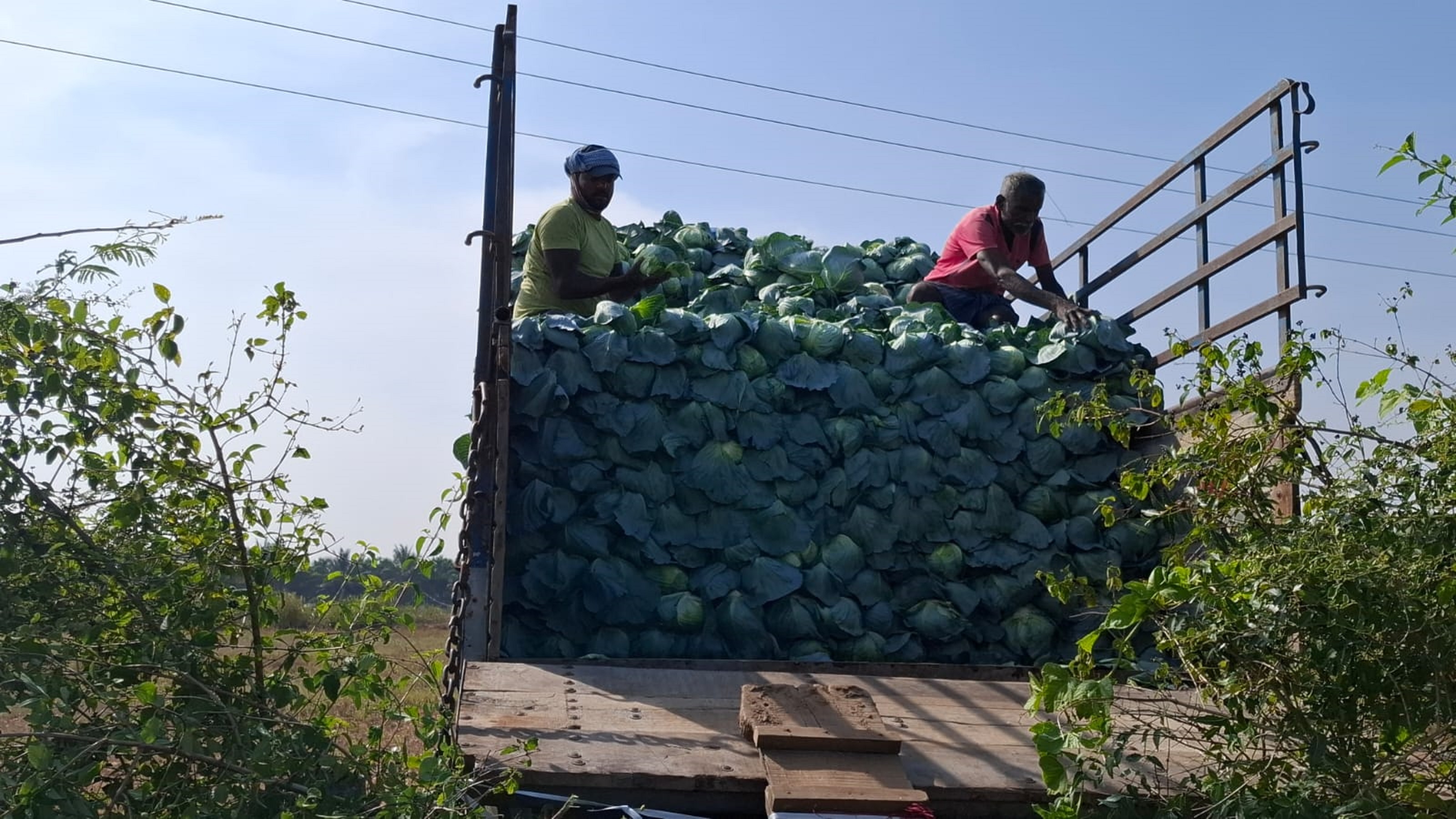 ಶಿವಮೂರ್ತಿ ಅವರ ಜಮೀನಿನ ಎಲೆಕೋಸನ್ನು ವ್ಯಾಪಾರಿಗಳು ಖರೀದಿಸಿ ಲಾರಿಯಲ್ಲಿ ತುಂಬಿರುವುದು