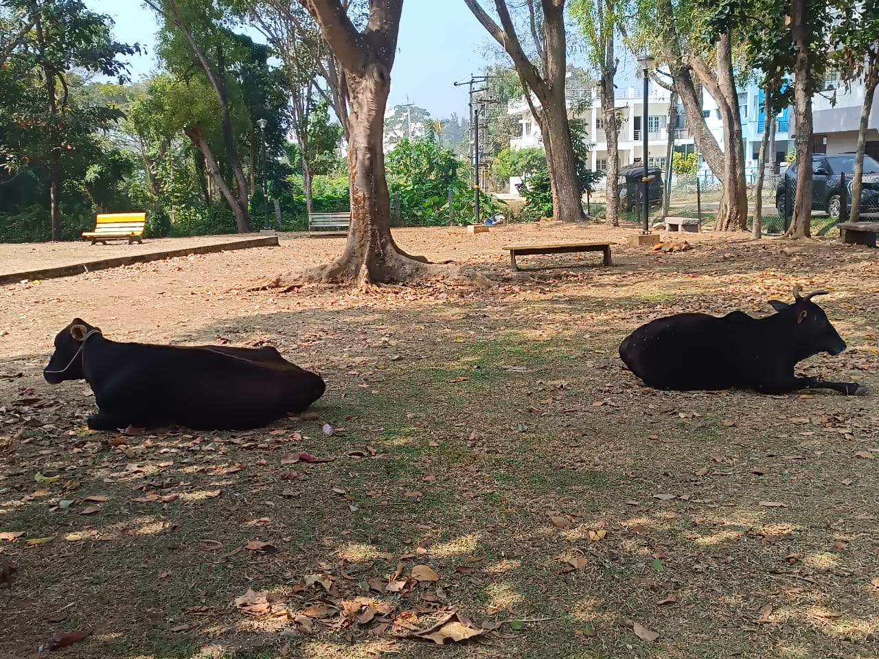 ರಾಮೇಶ್ವರನಗರದ ಐಶ್ವರ್ಯ ಪಾರ್ಕ್‌ನಲ್ಲಿ ಬೀಡು ಬಿಟ್ಟಿರುವ ಬೀಡಾಡಿ ದನಗಳು