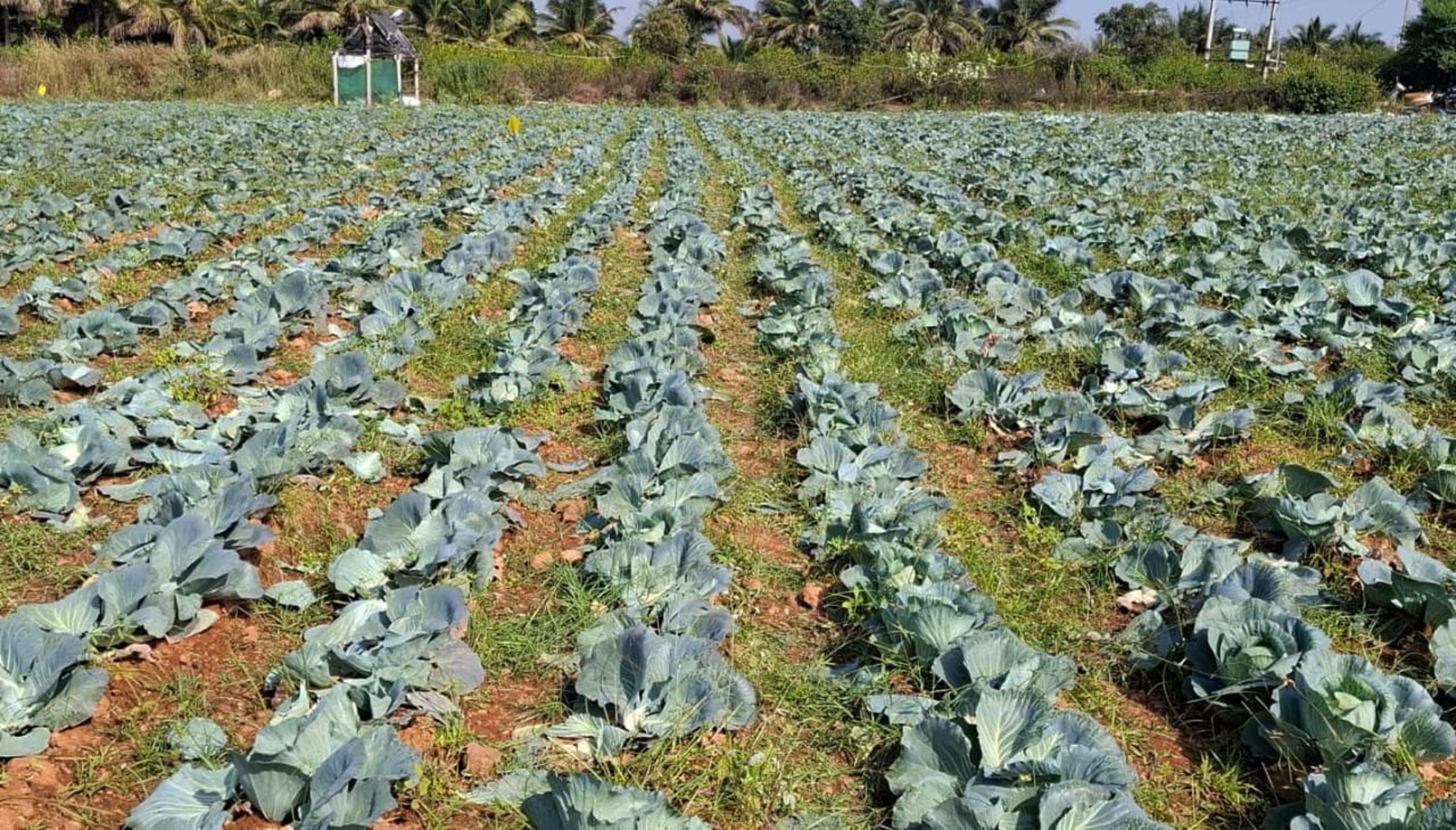 ಶಿವಮೂರ್ತಿ ಅವರ ಜಮೀನಿನಲ್ಲಿ ಸಮೃದ್ಧವಾಗಿ ಬೆಳೆದಿರುವ ಎಲೆಕೋಸು