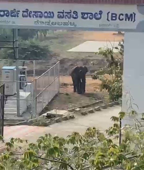 ಕನಕಪುರ ತಾಲ್ಲೂಕಿನ ಉಯ್ಯಂಬಳ್ಳಿ ಹೋಬಳಿಯಲ್ಲಿರುವ ಮೊರಾರ್ಜಿ ದೇಸಾಯಿ ವಸತಿ ಶಾಲೆ ಆವರಣದಲ್ಲಿ ಇತ್ತೀಚೆಗೆ ಕಾಣಿಸಿಕೊಂಡಿದ್ದ ಕಾಡಾನೆ