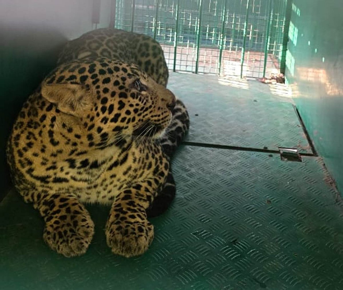 ಅರೇಮಲ್ಲೇನಹಳ್ಳಿಯಲ್ಲಿ ಚಿರತೆ ಸೆರೆ