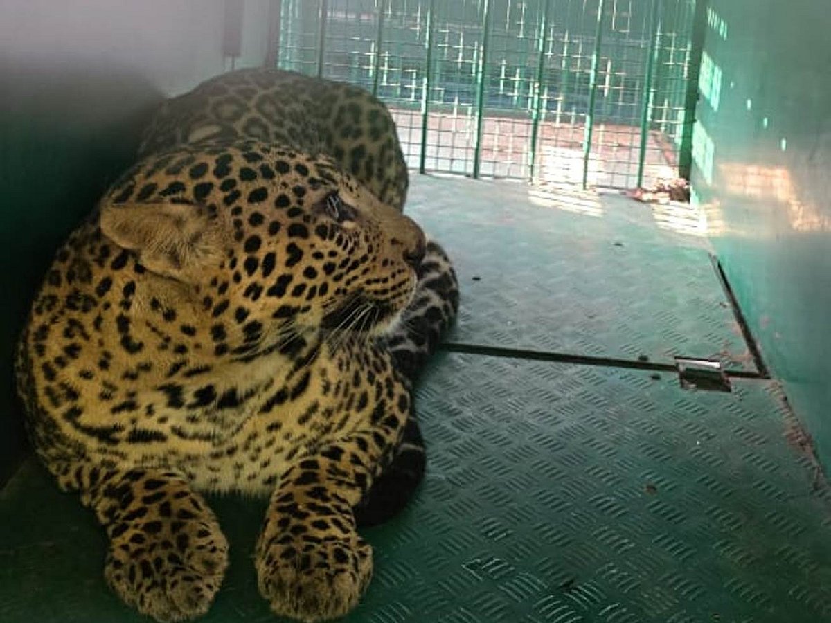 Leopard Attack MM Hills: ಮಲೆ ಮಹದೇಶ್ವರ ಬೆಟ್ಟ: ಭಕ್ತನನ್ನು ಕೊಂದಿದ್ದ ಚಿರತೆ ಸೆರೆ