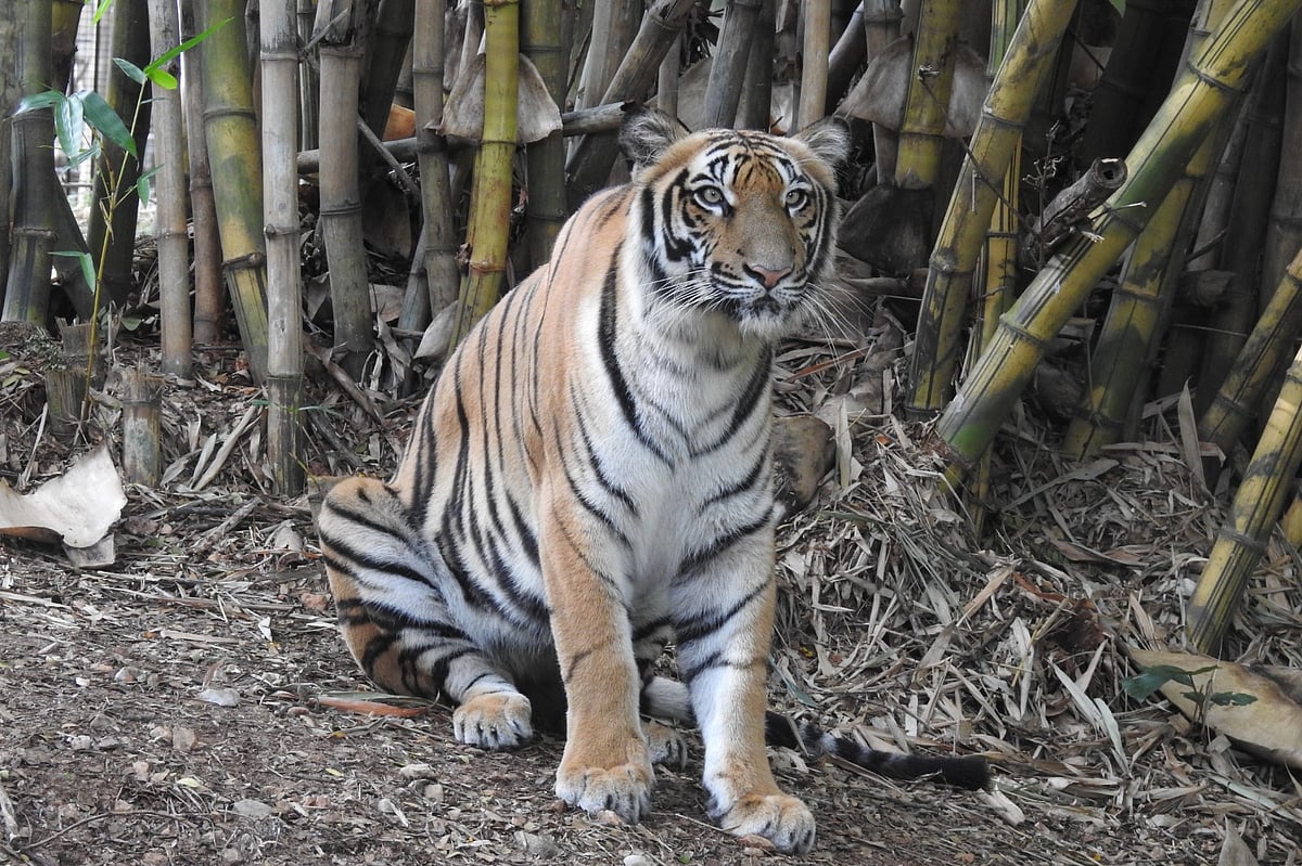 ಅನಾರೋಗ್ಯ: ಮೈಸೂರು ಮೃಗಾಲಯದಲ್ಲಿದ್ದ ‘ತಾಯಮ್ಮ’ ನಿಧನ