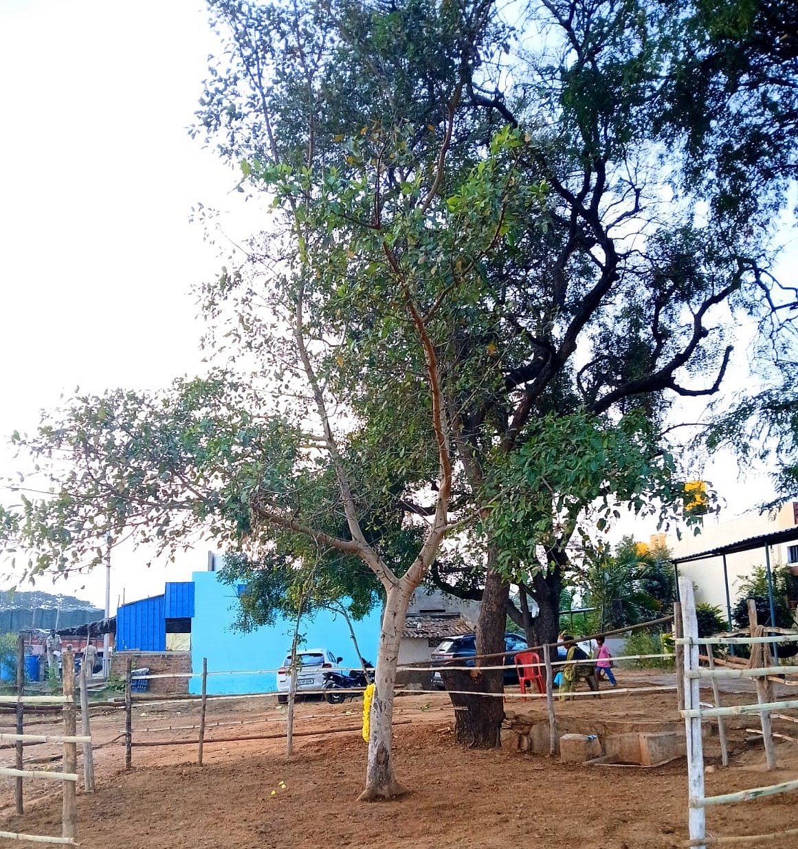 ಚಳ್ಳಕೆರೆ: ಕ್ಯಾತಪ್ಪನ ಆರಾಧನೆ; ಕಳ್ಳೆಮುಳ್ಳಿನ ವಿಶಿಷ್ಟ ಆಚರಣೆ 