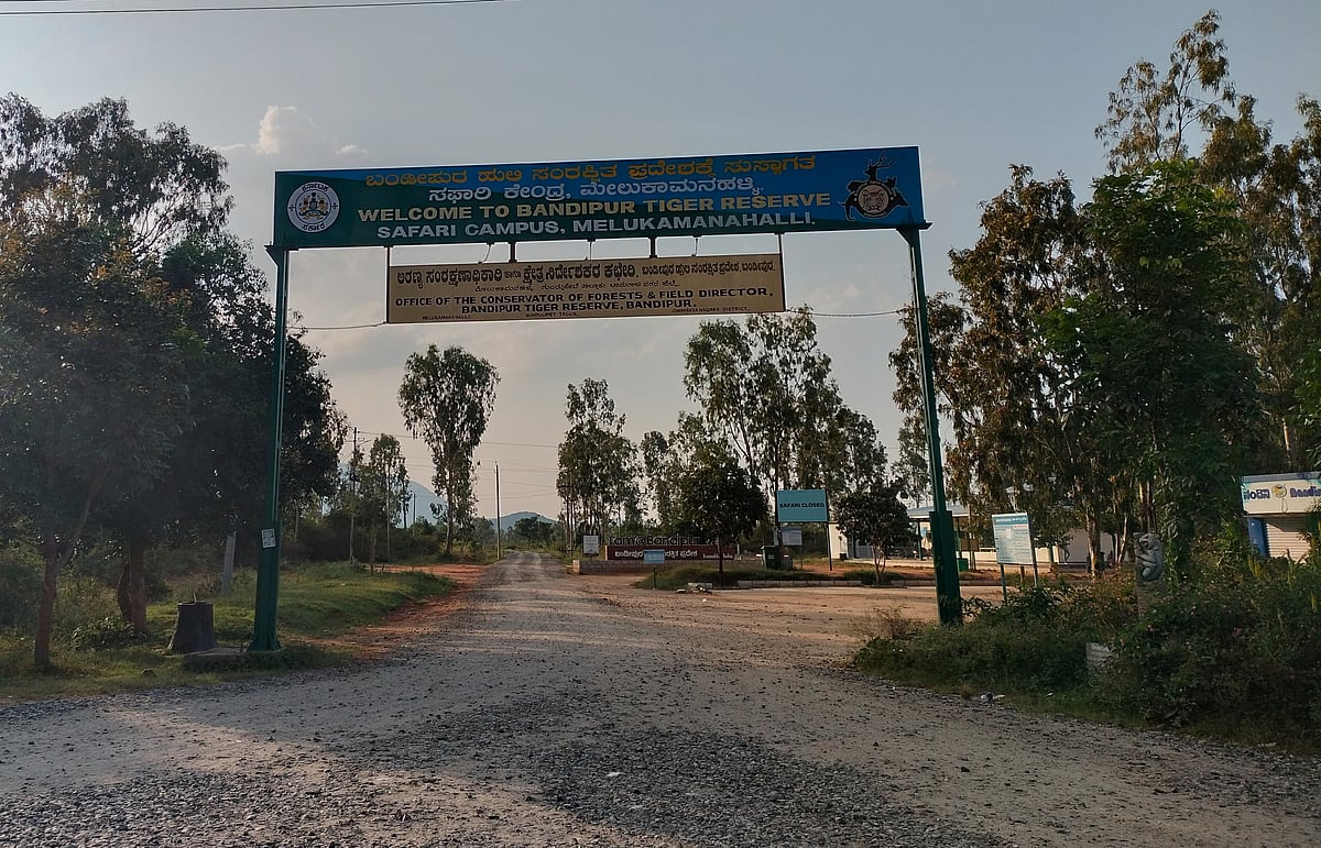 ಗುಂಡ್ಲುಪೇಟೆ: ಮಧುಮಲೈ ಸಫಾರಿಯತ್ತ ಪ್ರವಾಸಿಗರ ದಂಡು 