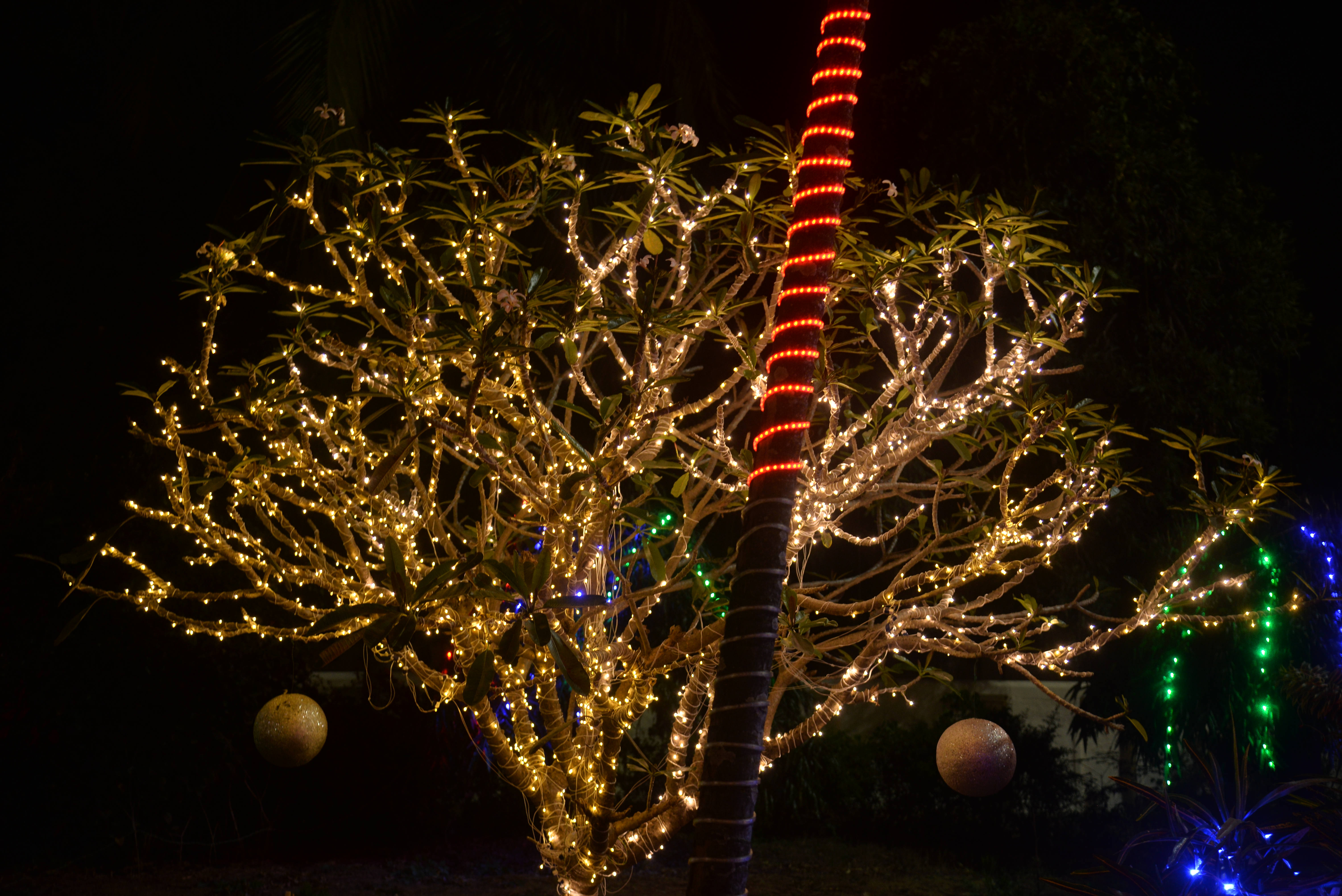 ಚರ್ಚ್‌ ಆವರಣದಲ್ಲಿರುವ ಮರಕ್ಕೆ ವಿದ್ಯುತ್‌ ದೀಪದ ಅಲಂಕಾರ