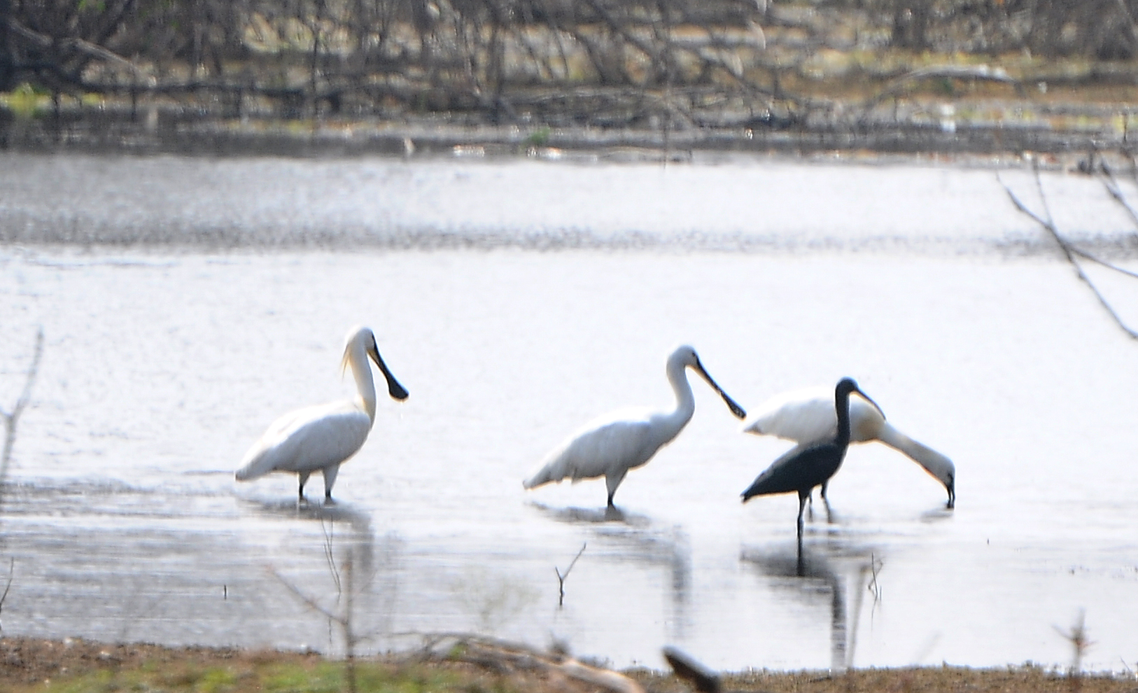 ಹಗರಿಬೊಮ್ಮನಹಳ್ಳಿ ತಾಲ್ಲೂಕಿನ ಬ್ಯಾಲಾಳು ಕೆರೆಯಲ್ಲಿ ಕಾಣಿಸಿಕೊಂಡ ಸ್ಪೂನ್‍ಬಿಲ್ಡ್ ಸ್ಟಾರ್ಕ್(ಚಮಚದ ಕೊಕ್ಕರೆ)
ಪ್ರಜಾವಾಣಿ ಚಿತ್ರ/ ಸಿ.ಶಿವಾನಂದ