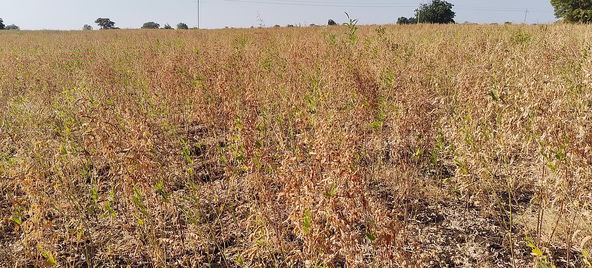 ಅಳಿದುಳಿದ ತೊಗರಿಗೆ ನೆಟೆರೋಗ ಭಾದೆ