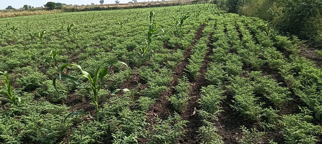 ವಿಪರೀತ ಚಳಿ : ಕಡಲೆ ಬೆಳೆ ಉತ್ತಮ ಫಸಲು