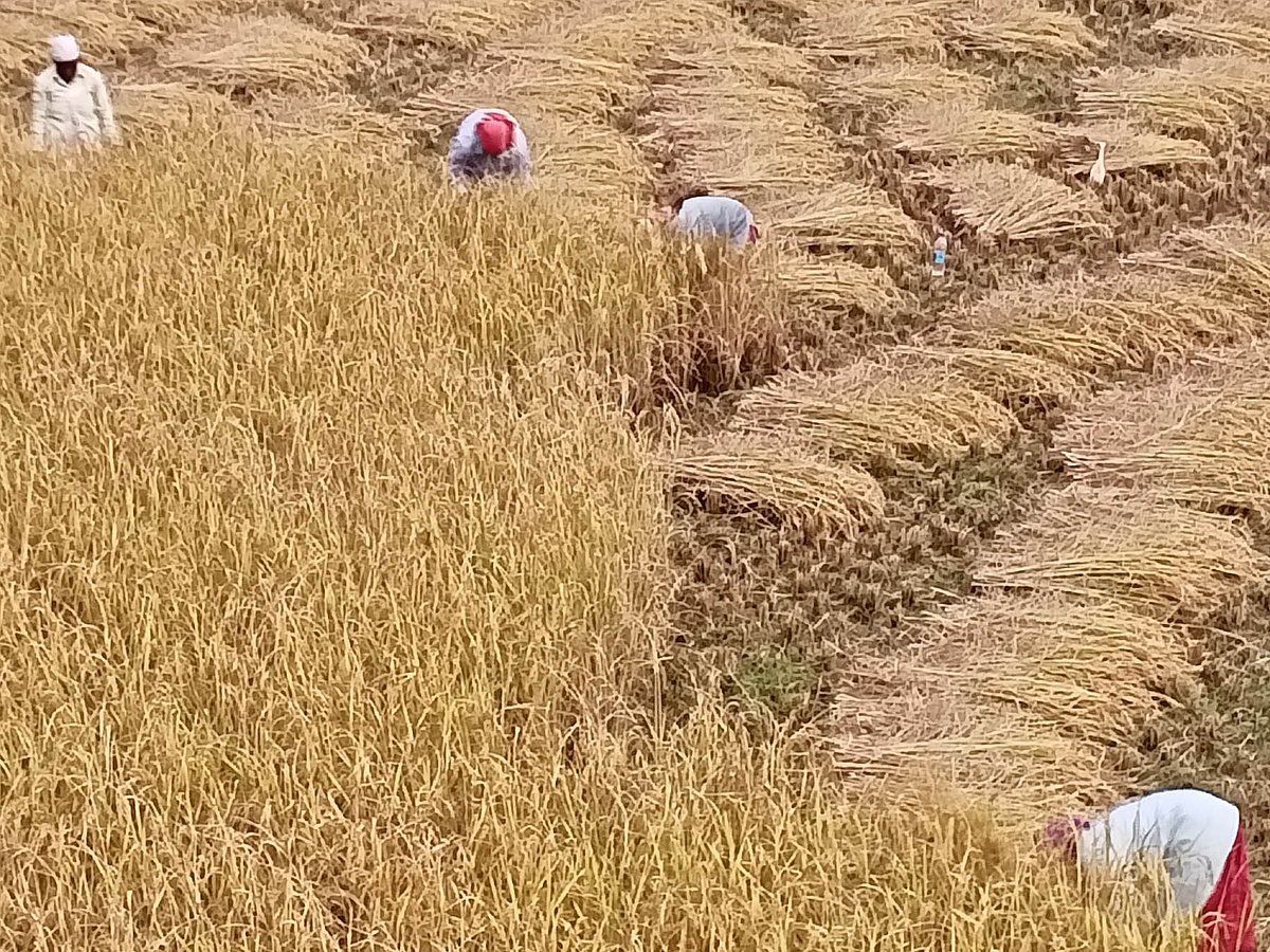 ಕಟಾವಿನ ಹಂತದಲ್ಲಿ ಭತ್ತದ ಪೈರು: ಸಮಸ್ಯೆಗಳ ಸುಳಿಯಲ್ಲಿ ರೈತರು