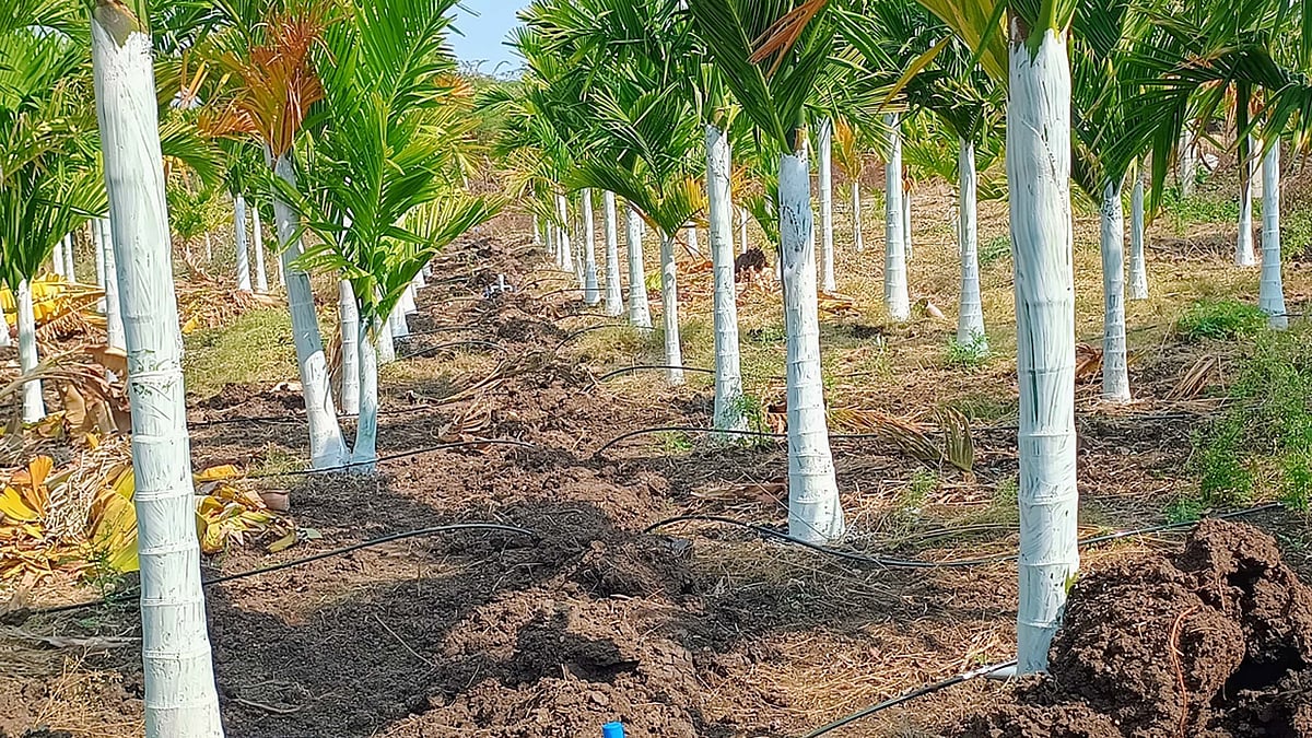 ಜಗಳೂರು: ಅಡಿಕೆ ತೋಟಗಳಿಗೆ ಸಿಗದ ಕಲ್ಲುಸುಣ್ಣ