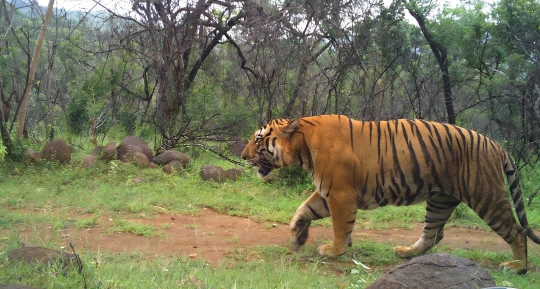 ಗುಂಡ್ಲುಪೇಟೆ: ನಾಡಿನತ್ತ ಪ್ರಾಣಿಗಳ ಲಗ್ಗೆ; ಜನ–ಜಾನುವಾರು ಜೀವಕ್ಕೆ ಕಂಟಕ