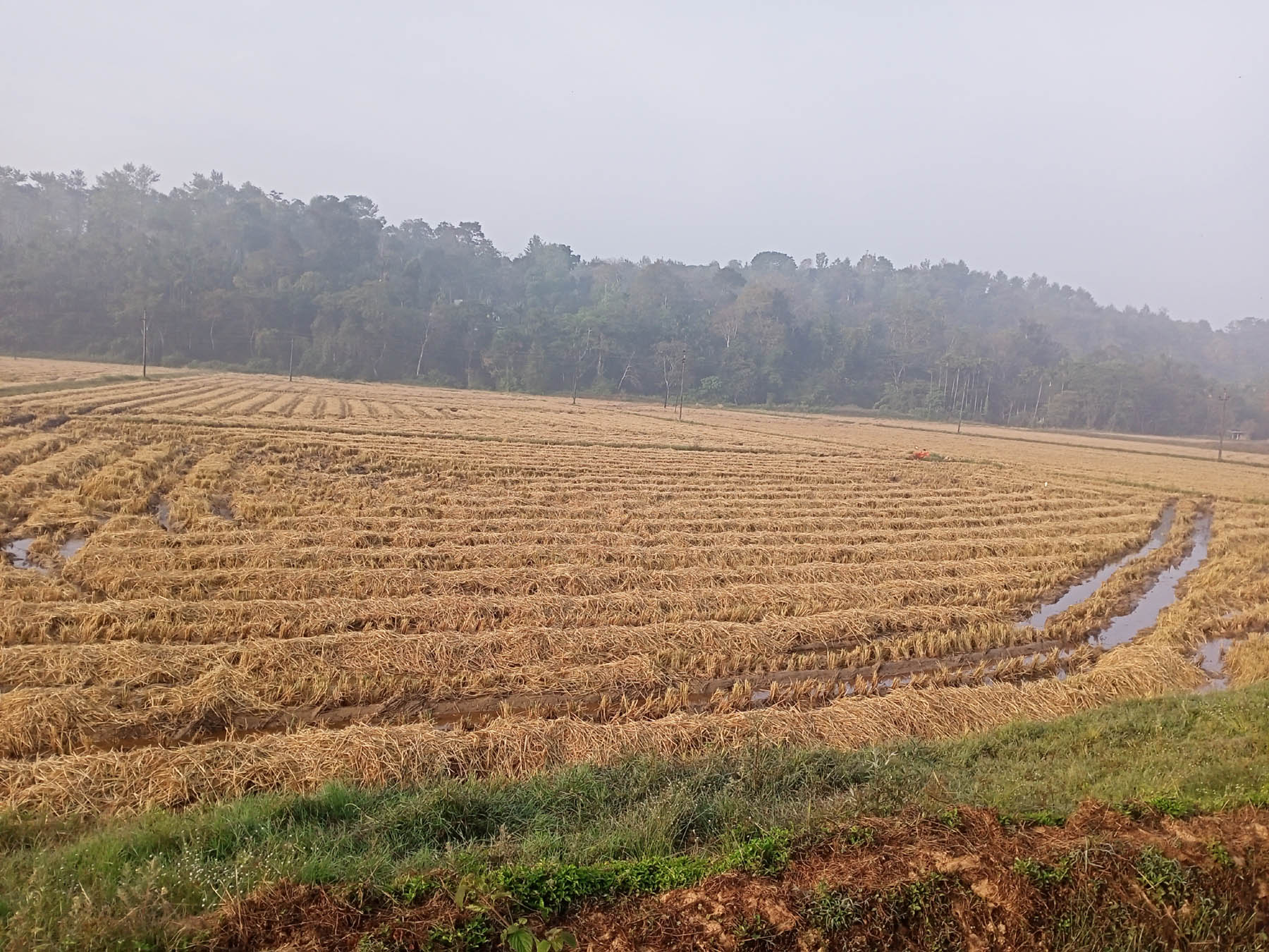 ನಾಪೋಕ್ಲು ಸಮೀಪದ ನೆಲಜಿ ಗ್ರಾಮದಲ್ಲಿ ಯಂತ್ರಗಳಿಂದ ಭತ್ತ ಕಟಾವು ಮಾಡಿರುವುದು 