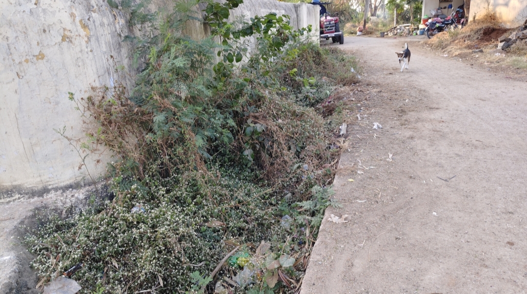 ಚರಂಡಿಯಲ್ಲಿ ಗಿಡ–ಗಂಟಿ ಬೆಳೆದಿರುವುದು