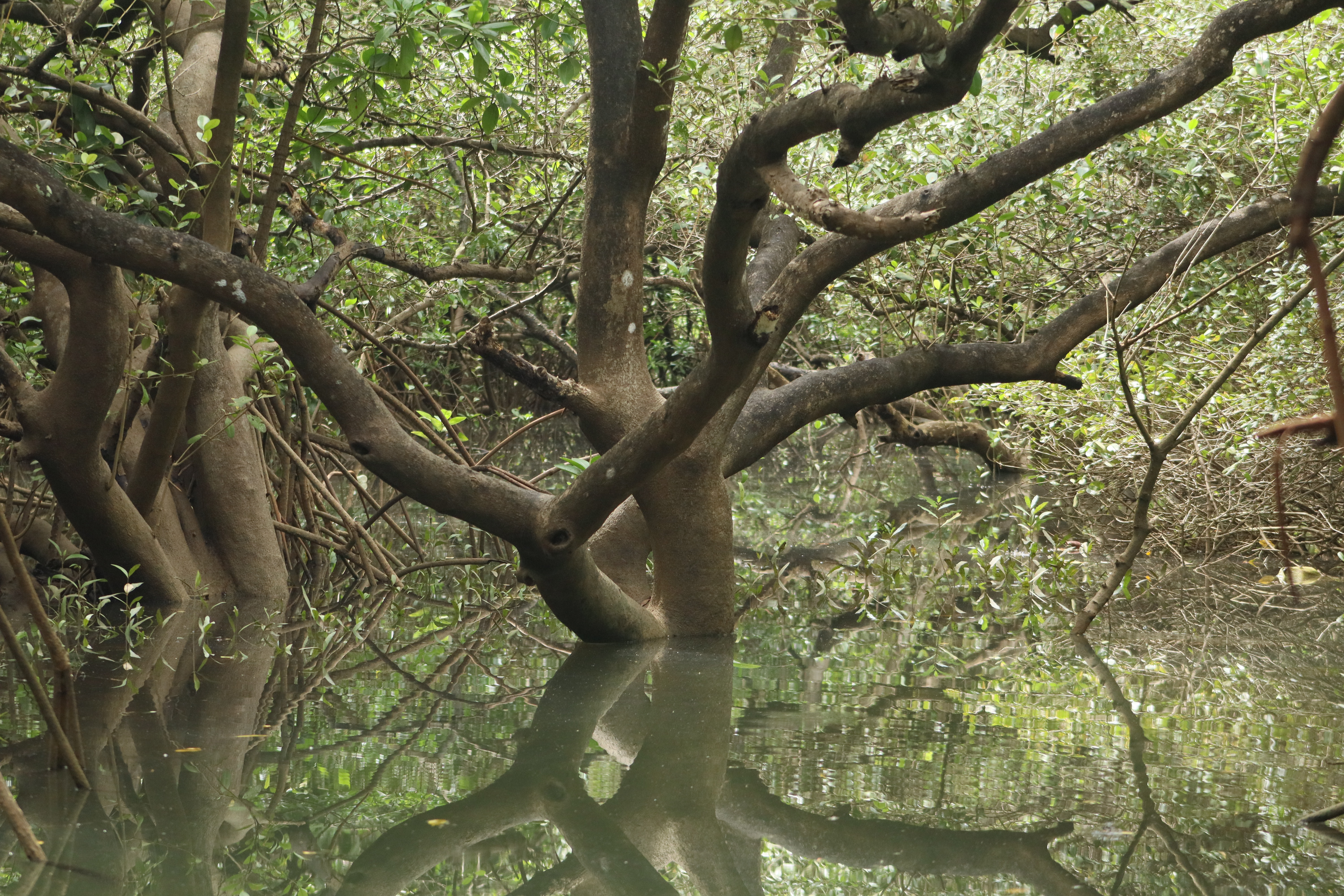 ಪಂಚಗಂಗಾವಳಿ ನದಿಯ ಕಂಡ್ಲಾವನ