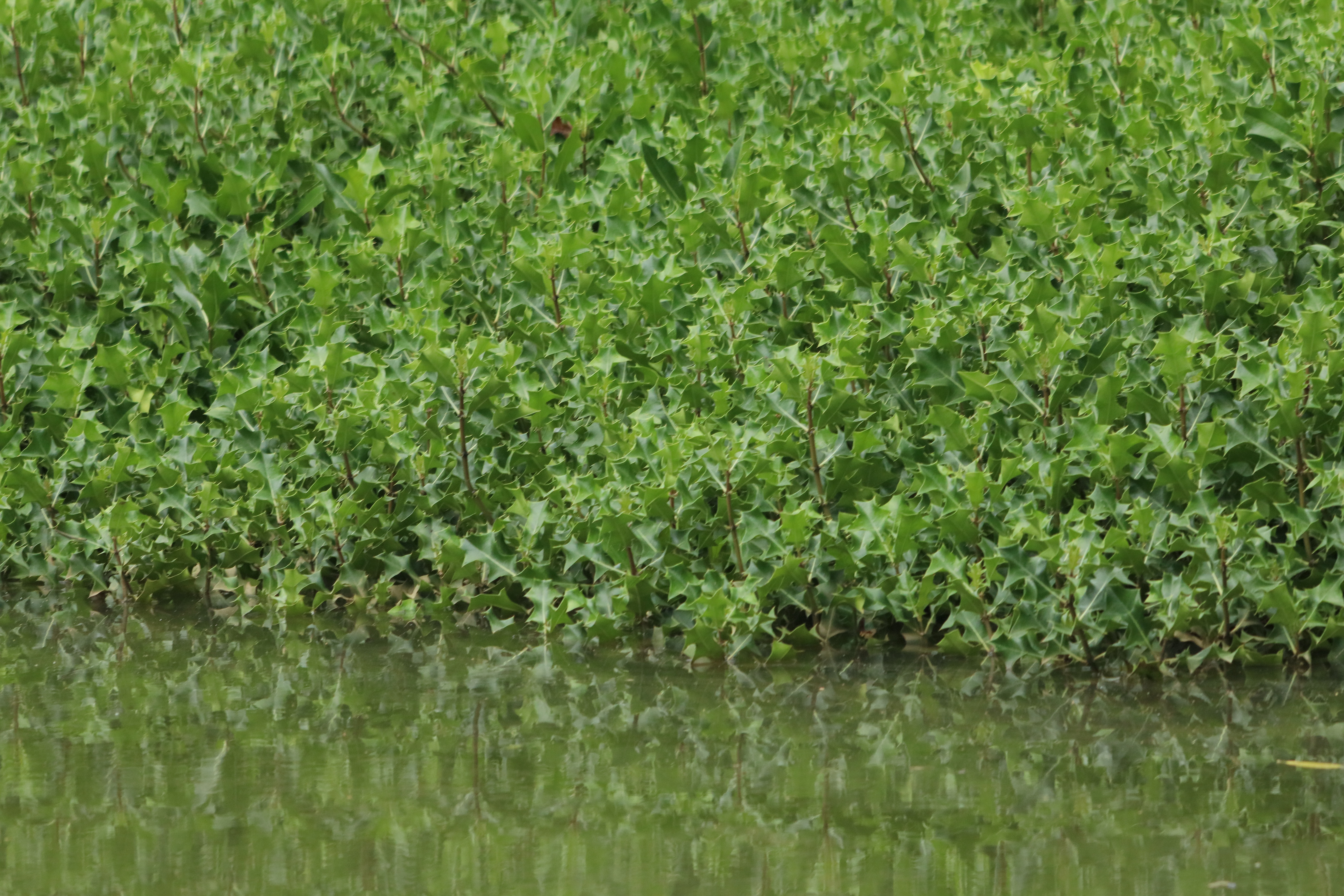 ಪಂಚಗಂಗಾವಳಿ ನದಿಯ ಕಂಡ್ಲಾವನದ ಸೊಬಗು