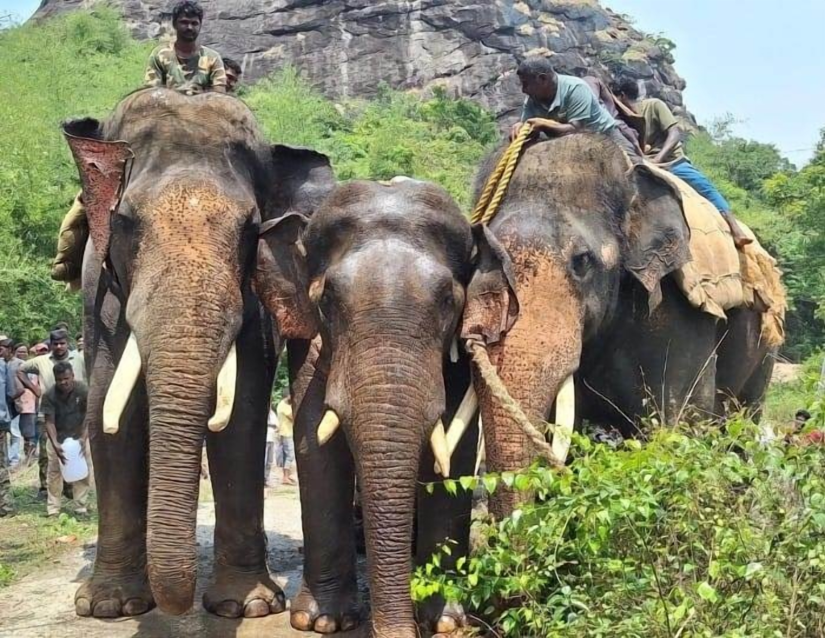 ಆಲೂರು ತಾಲ್ಲೂಕು ಹಳ್ಳಿಯೂರು ಕಾಫಿ ತೋಟದಲ್ಲಿ ಸೆರೆ ಹಿಡಿದ ಕಾಡಾನೆಯನ್ನು ಸಾಕಾನೆಗಳು ಎಳೆದು ತಂದವು. 