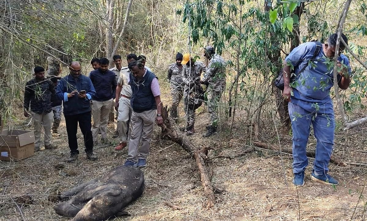 ಕನಕಪುರ: ಒಂದು ತಿಂಗಳ ಮರಿಯಾನೆ ಸಾವು