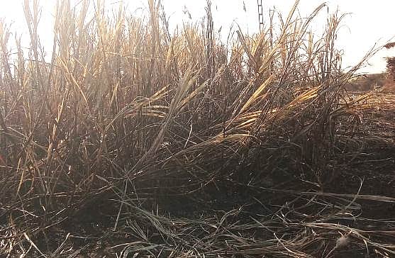 ಇಂಡಿ: ಬೆಂಕಿಗೆ ಅಹುತಿಯಾದ 4 ಎಕರೆ ಕಬ್ಬು 