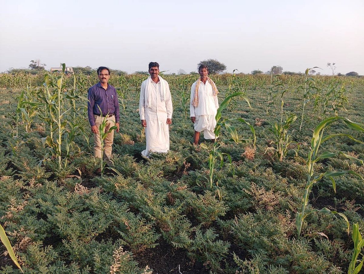 ಲಕ್ಷ್ಮೇಶ್ವರ | ಕಡಲೆಗೆ ಸಿಡಿರೋಗ: ಒಣಗುತ್ತಿದೆ ಬೆಳೆ