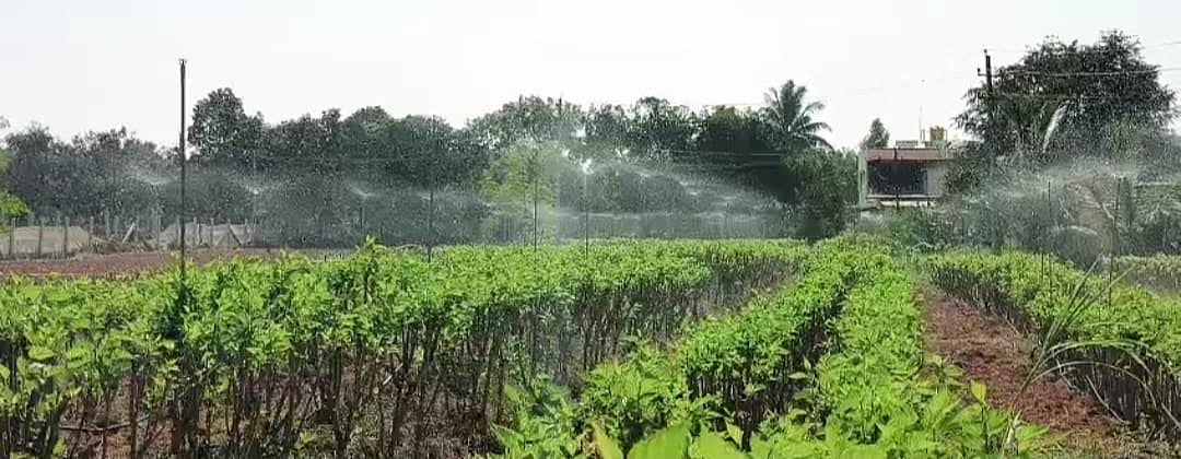 ವಿಜಯಪುರ: ರೇಷ್ಮೆ ಕೃಷಿಗೂ ತುಂತುರು ನೀರಾವರಿ ಪದ್ಧತಿ